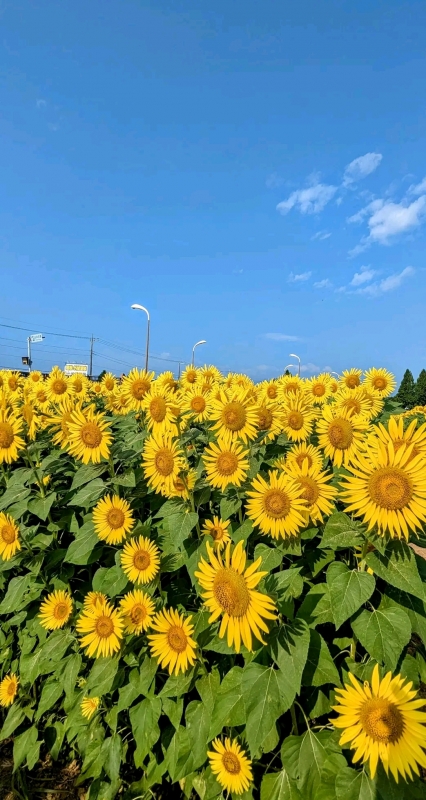 完熟バナナ川崎店のようこです