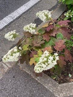 おはようございます♪