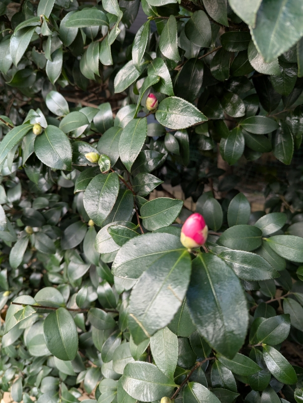 こんばんは(*^^*)