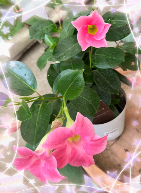 1枚目