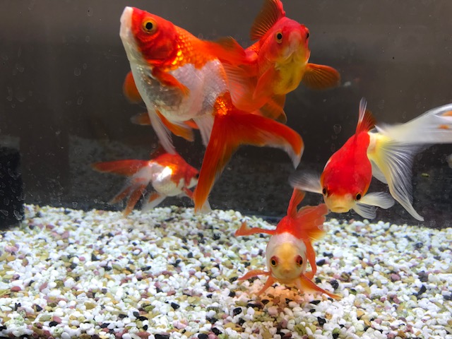 1枚目