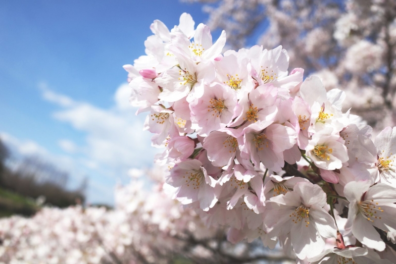 もうすぐ4月　春爛漫コ〜ぅ♪。。ばなな川崎あやみ