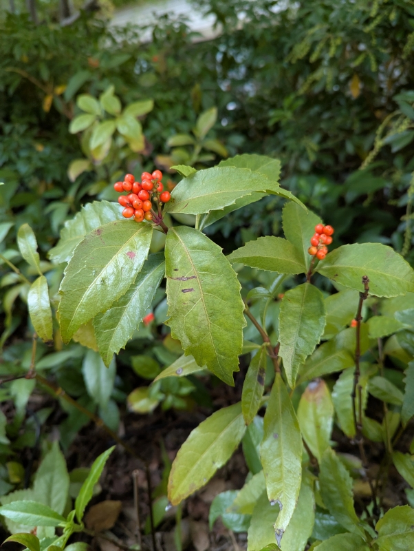 こんばんは(*^^*)